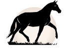 Gaited Horses Trainer